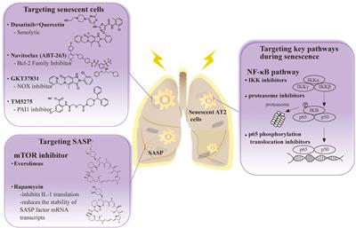 Alveolar type 2 epithelial cell senescence and radiation-induced pulmonary fibrosis